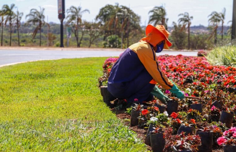 Plano de arborização já plantou, este ano, 60 mil mudas no DF