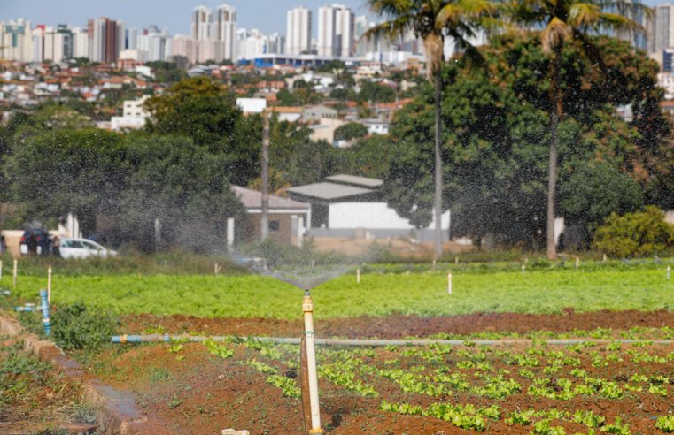 Agricultura urbana ganha força no Distrito Federal