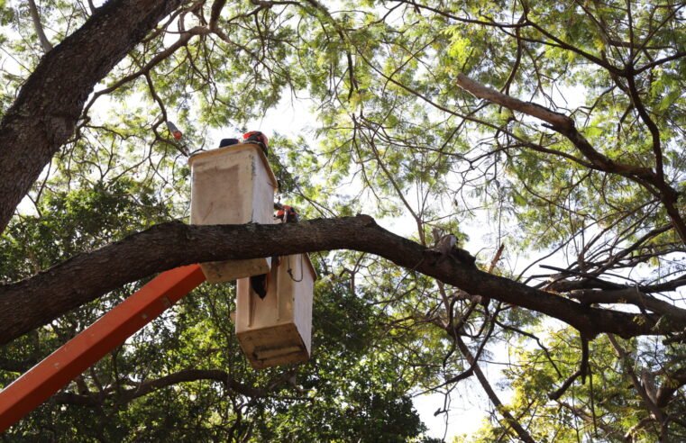 Programa de Arborização supera 80 mil podas este ano no DF