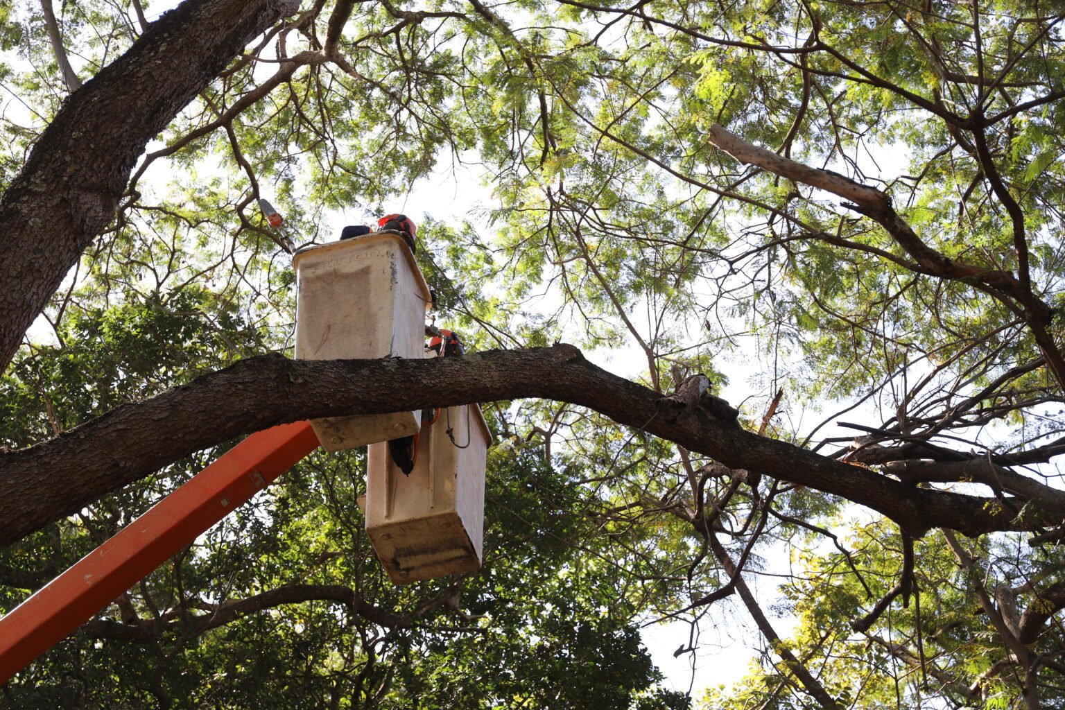 Programa de Arborização supera 80 mil podas este ano no DF