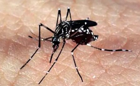 Hoje é o Dia Nacional de Combate ao Aedes Aegypti