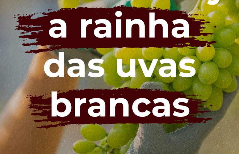 Chardonnay a “rainha das uvas brancas”