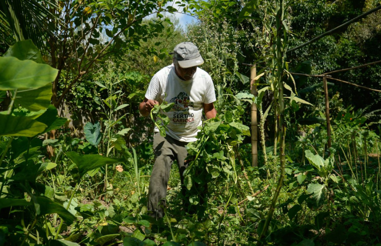 Quilombo no Rio integra o Programa de Aquisição de Alimentos