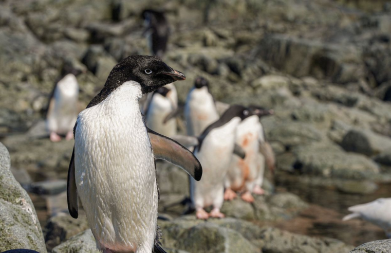 Cientistas analisam microplásticos em fezes de pinguins na Antártica