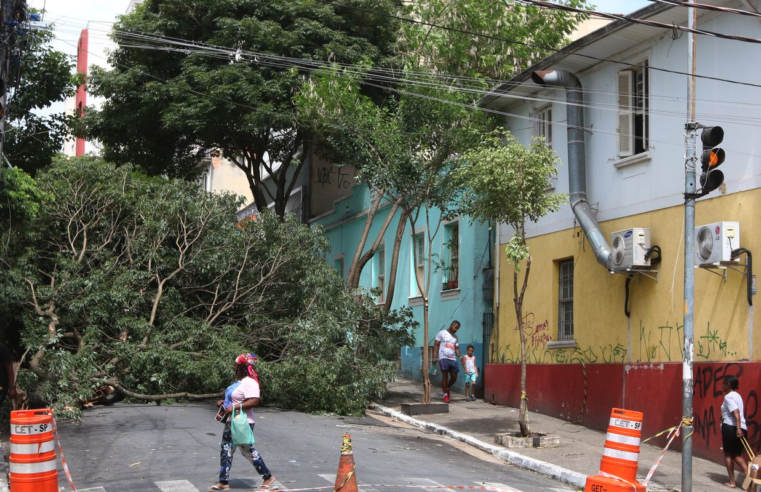 Homem morre após ser atingido por queda de árvore durante temporal