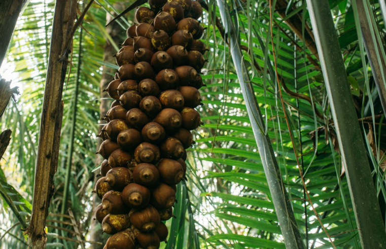 Quebradeiras de babaçu melhoram produção, mas convivem com ameaças