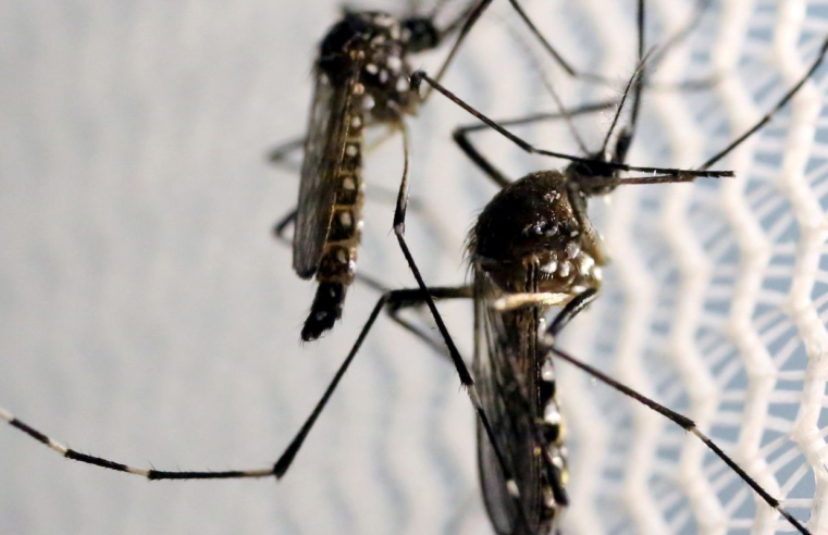Novos casos de dengue levam Distrito Federal a decretar emergência