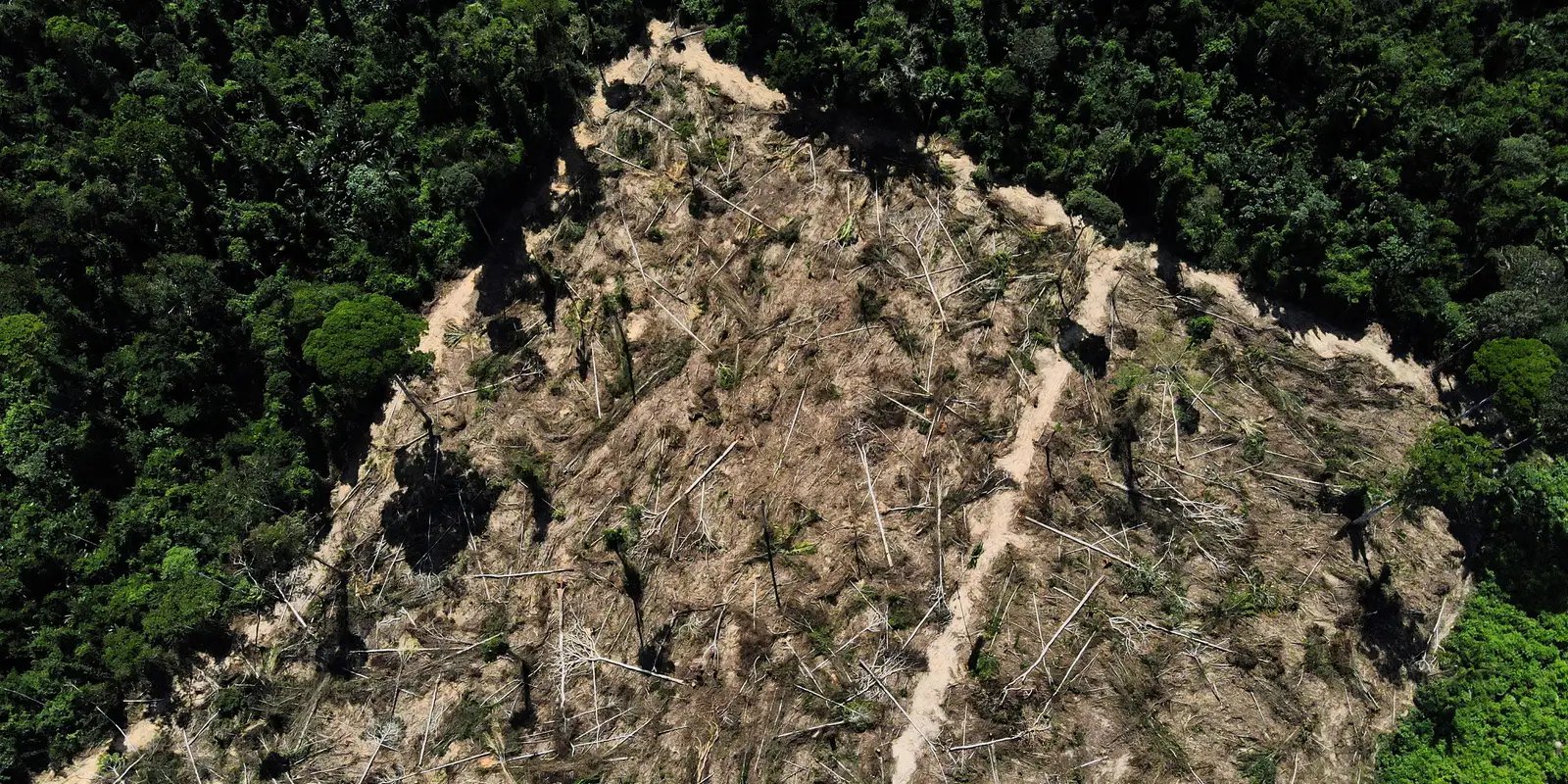 Amazônia corre risco de entrar em colapso em 2050, diz artigo