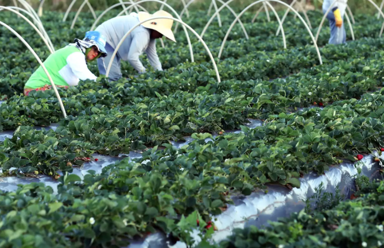 BNDES amplia financiamento para cooperativas agropecuárias