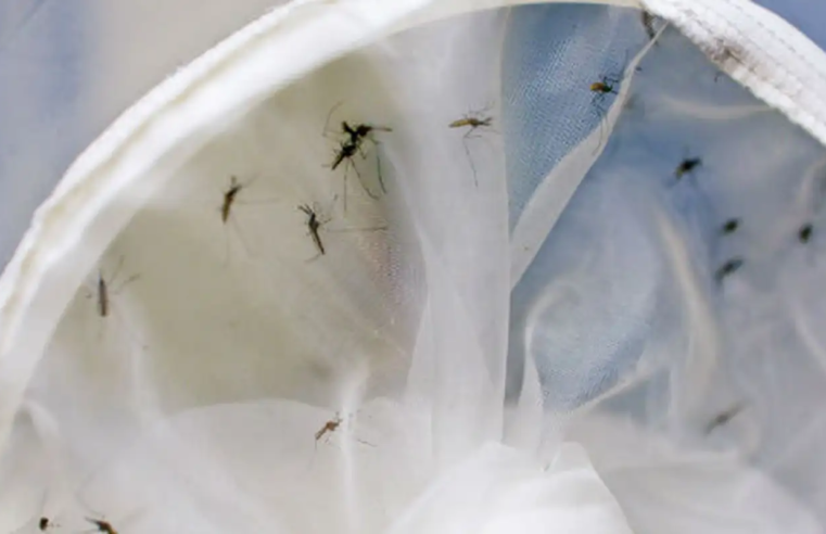 Brasil tem 391 mortes por dengue
