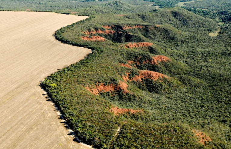 Cerrado tem alta de 19% nos alertas de desmatamento em fevereiro