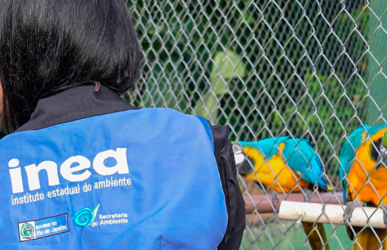Animais silvestres são resgatados no Rio de Janeiro