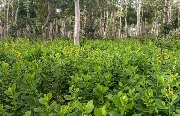 Brasil precisa recuperar 25 milhões de hectares de vegetação nativa