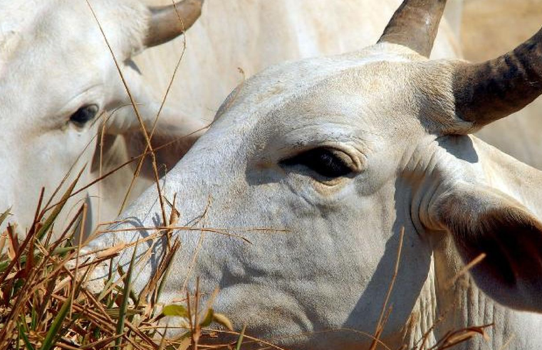 Brasil regula abate e processamento de animais para mercado religioso