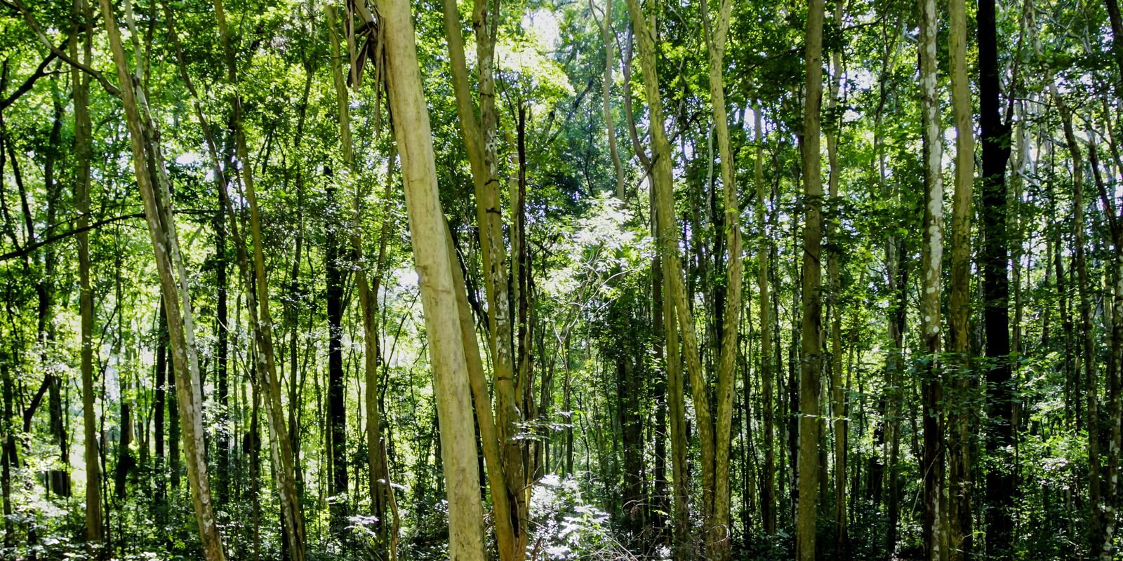 Câmara aprova regras menos rígidas para plantação de eucalipto