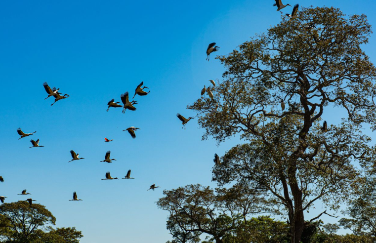 Comissão do Senado aprova projeto que cria Estatuto do Pantanal