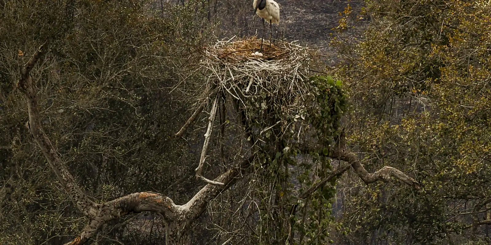 Biólogos tentam salvar fauna ameaçada pelo fogo no Pantanal