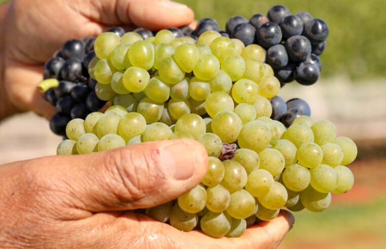 Feira Nacional da Uva e do Vinho começa nesta sexta-feira (2) em Planaltina