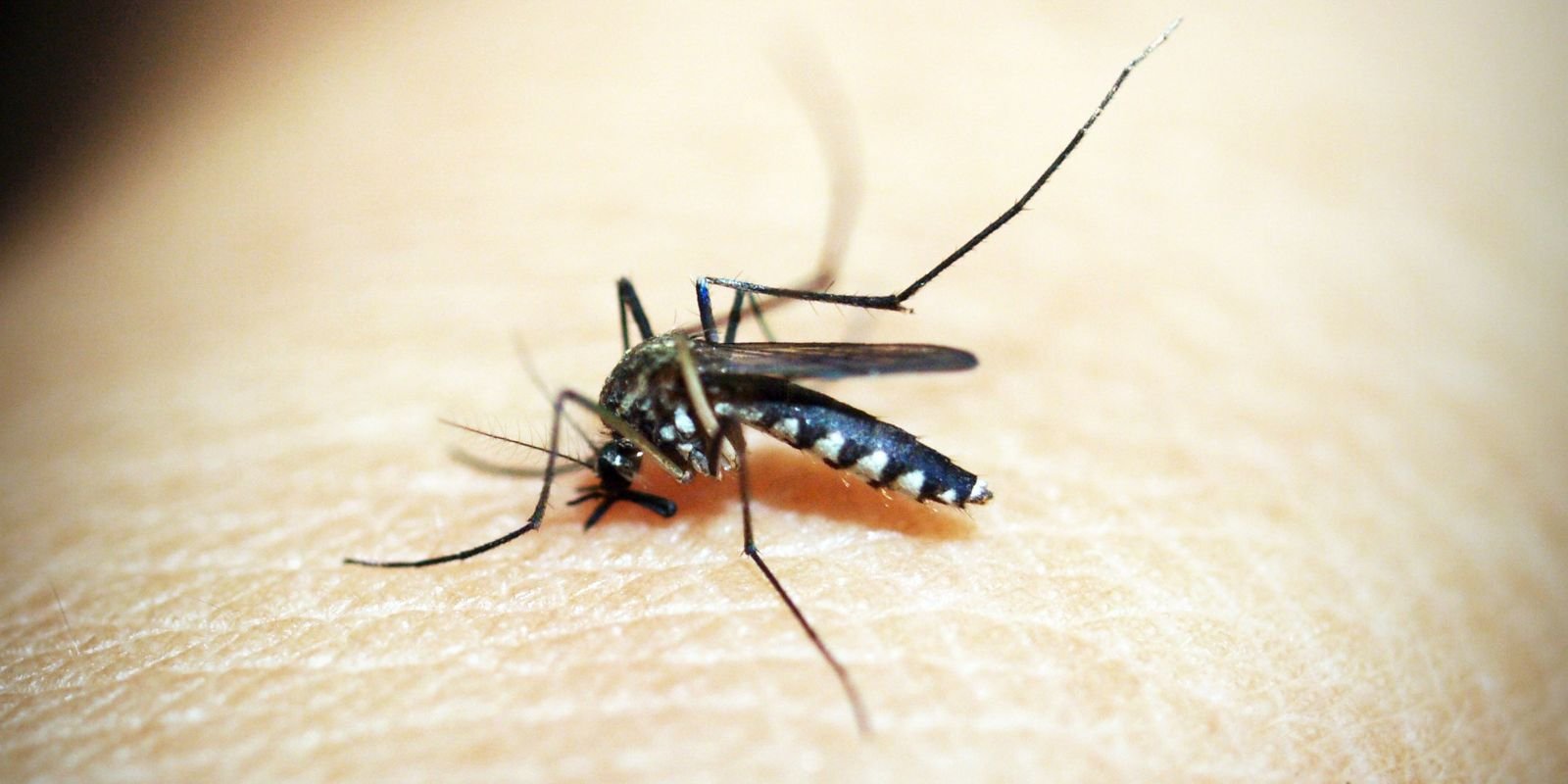Mosquito é o animal que mais mata no mundo; veja os cuidados