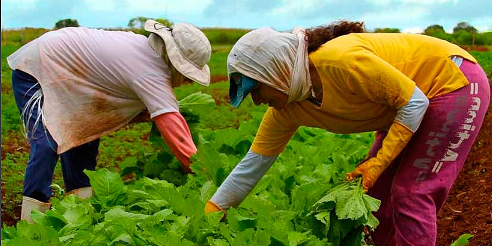 Embrapa capacitará técnicos de países africanos em produção agrícola