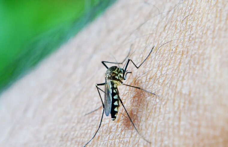 Entenda técnica que faz mosquito levar larvicida a seus criadouros