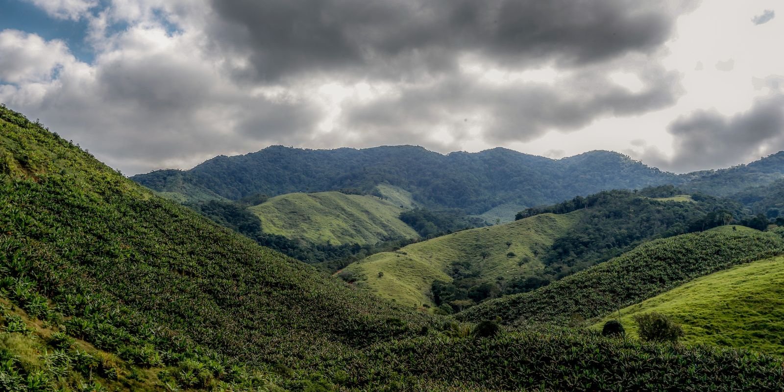 Operação contra o desmatamento da Mata Atlântica começa em 17 estados