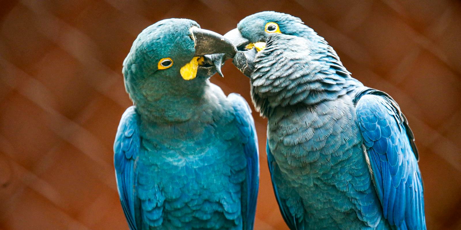 Zoo de SP mostra arara-azul-de-lear ao público pela primeira vez