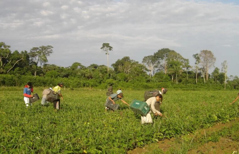 Lula sanciona lei que autoriza R$ 500 mi para agricultura familiar