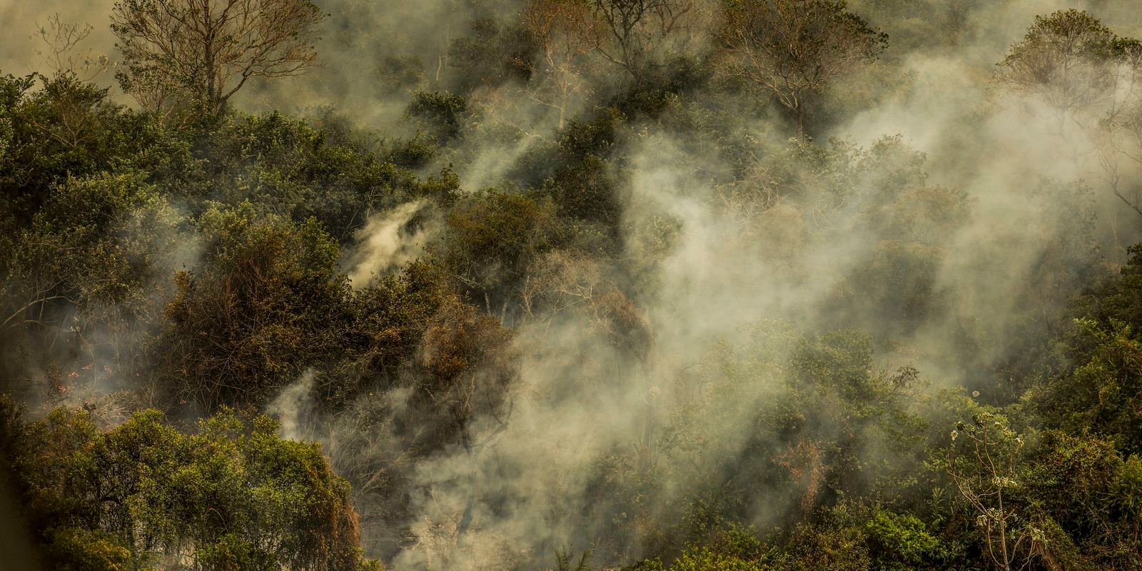 Governo aprova planos contra desmatamento no Pantanal e na Caatinga