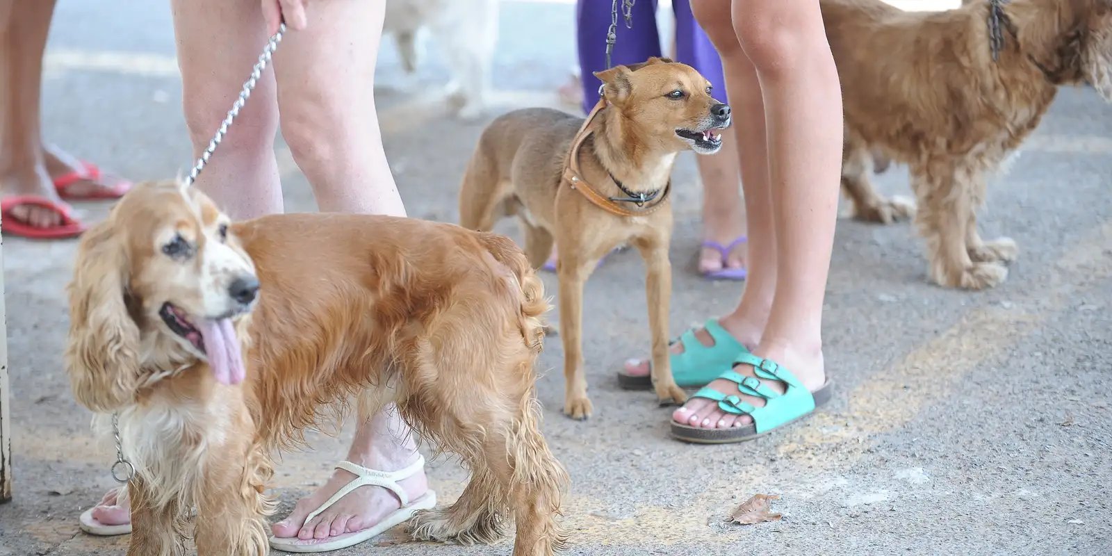 Animais domésticos terão direito a RG com cadastro nacional