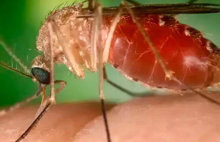 Brasil registra quase 3 mil casos de Oropouche em 2025