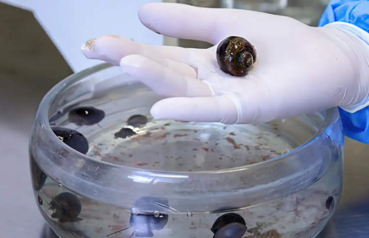 Verme que causa meningite é encontrado em moluscos de 26 cidades do RJ