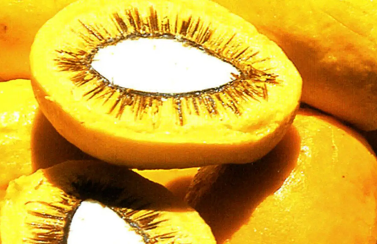 Lula sanciona projeto que estimula produção de frutos do Cerrado