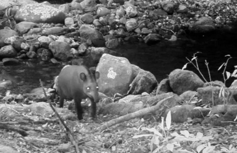Consideradas extintas, antas são vistas no Rio após 100 anos
