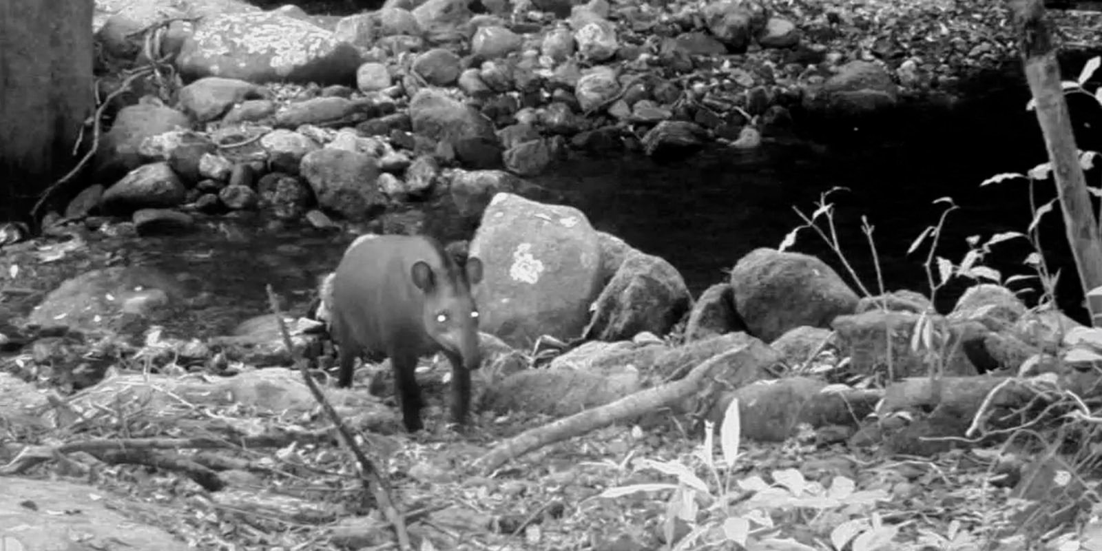 Consideradas extintas, antas são vistas no Rio após 100 anos