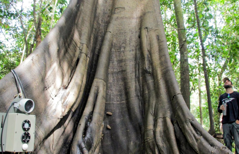 Tecnologias monitoram biodiversidade, árvores e ar da Amazônia