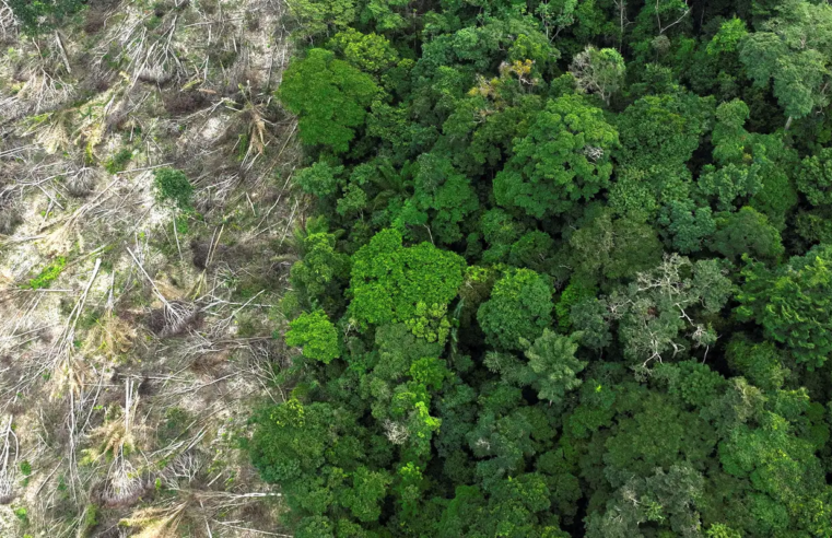 Dino dá prazo de 60 dias para Amazônia e Pantanal aderirem ao Sinaflor