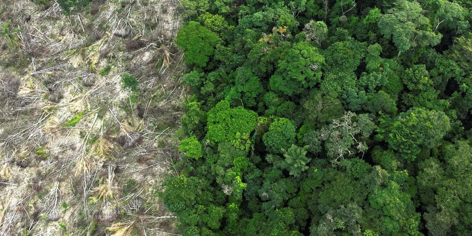 Dino dá prazo de 60 dias para Amazônia e Pantanal aderirem ao Sinaflor