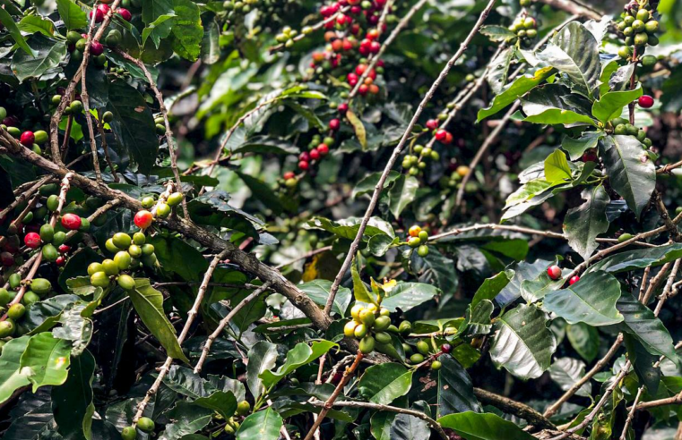 Conab estima queda na produção de café com 51,8 milhões de sacas