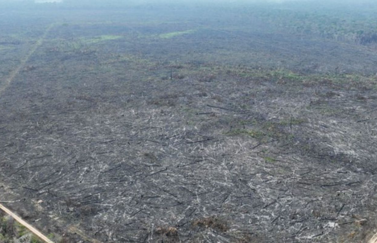 Apenas 5% dos casos de desmatamento na Amazônia geraram indenizações