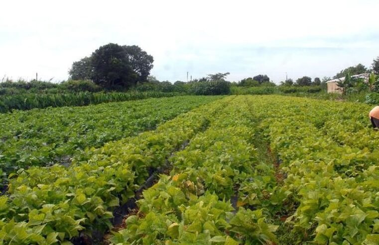 CMN prorroga parcelas de crédito rural a afetados por seca no Nordeste