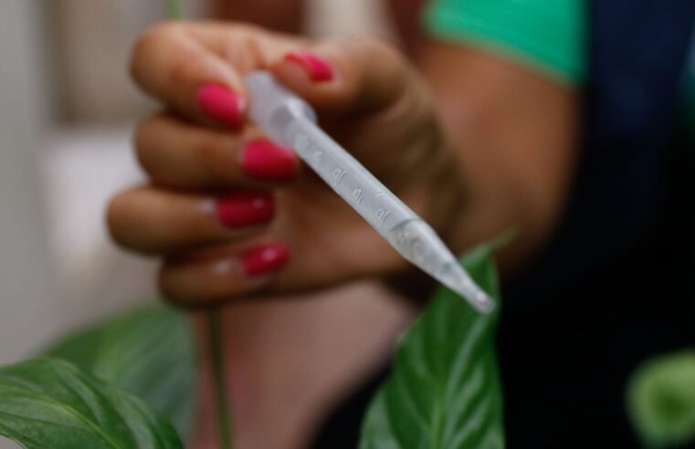 Com 300 casos por 100 mil habitantes, SP entra em epidemia de dengue