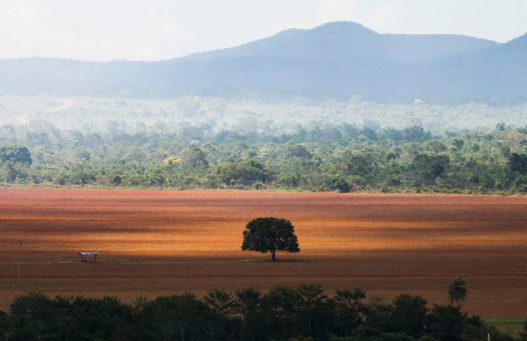 Desmatamento no Cerrado caiu 33% em 2024, mas ainda é elevado
