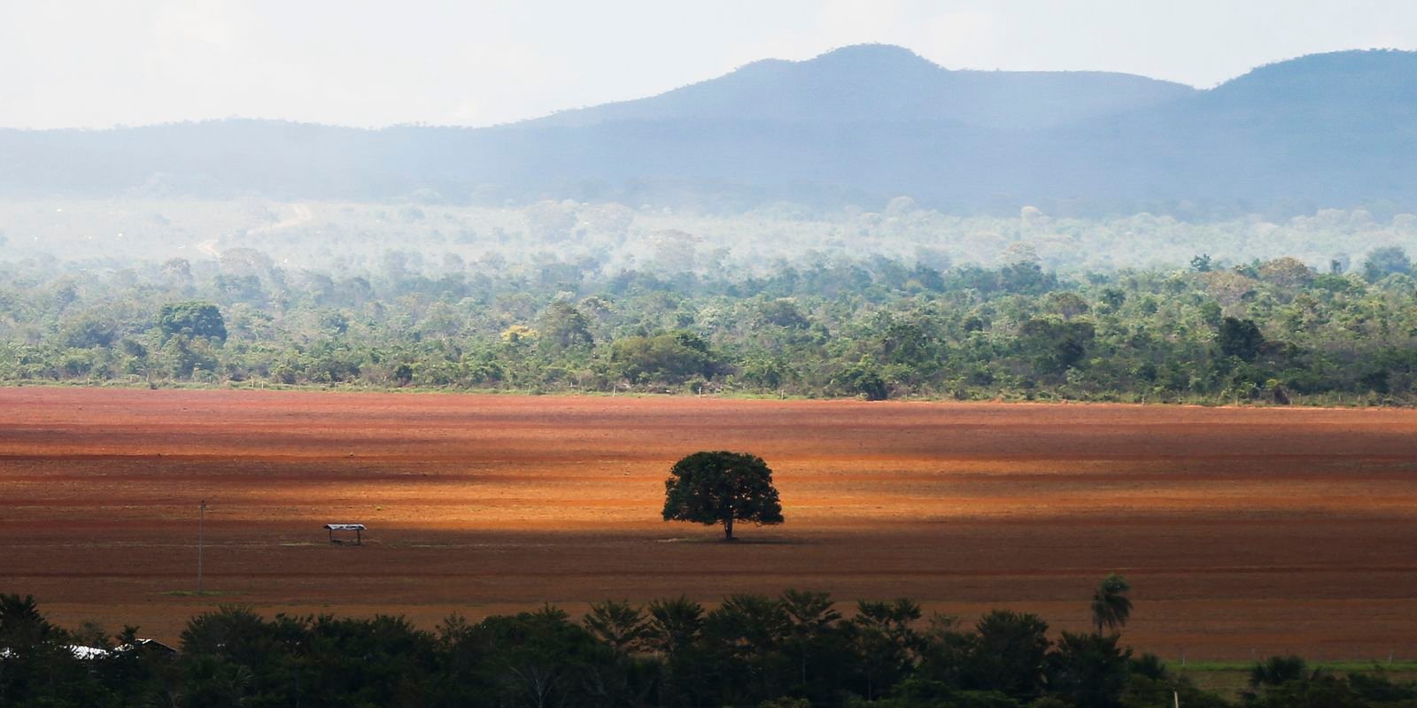 Desmatamento no Cerrado caiu 33% em 2024, mas ainda é elevado