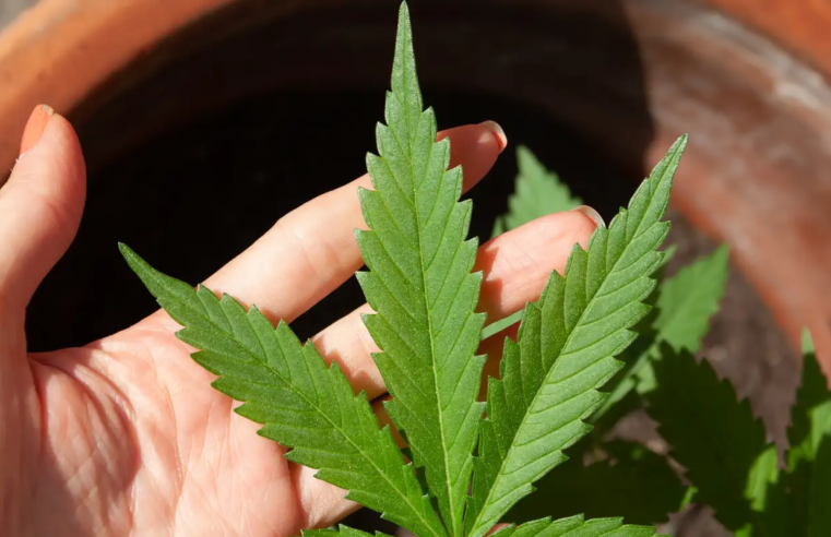 Mendes rejeita recursos sobre descriminalização do porte de maconha