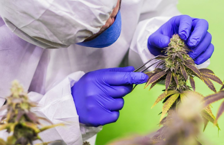 STJ nega mais prazo para regulamentar cannabis para fins medicinais