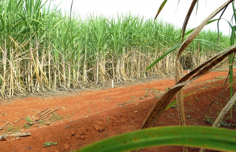 “Super enzima” de bactéria pode transformar resíduos em biocombustível