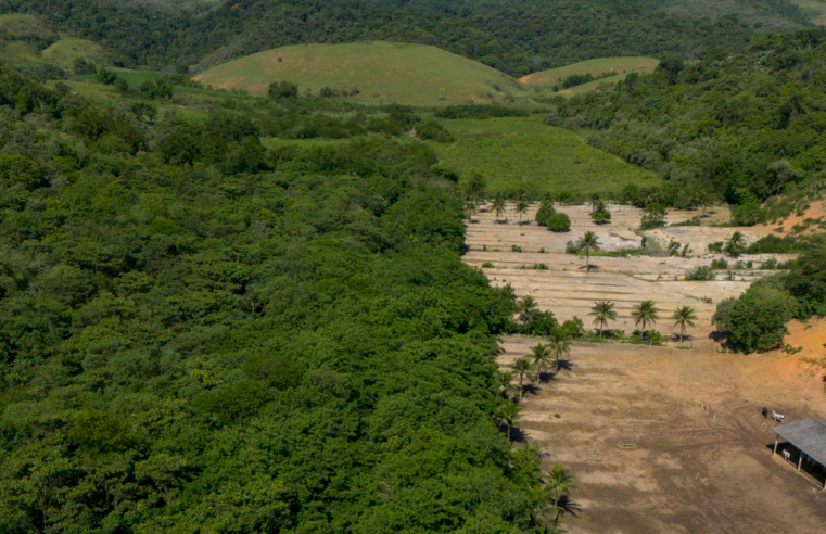 Atividades econômicas ilegais ampliaram desmatamento na Mata Atlântica