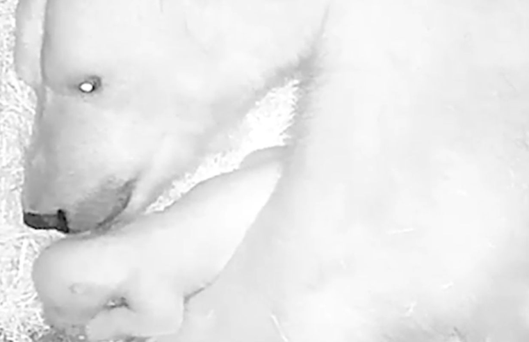Aquário de São Paulo anuncia nascimento de seu primeiro urso-polar