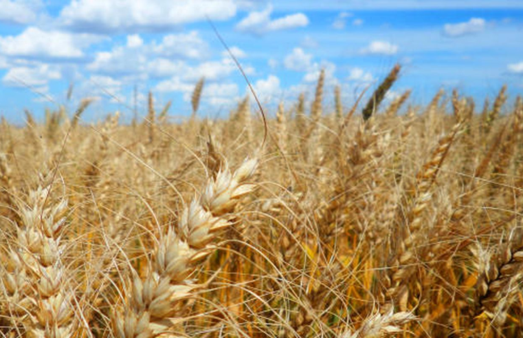 Agroecologia pode retardar efeitos da crise climática nas lavouras